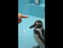ペンギンと戯れてみた