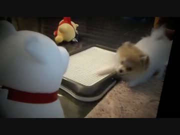 【もふポメ】お父さん犬と愛犬の友情ムービー