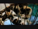 萌え死に確実・・・三毛親娘