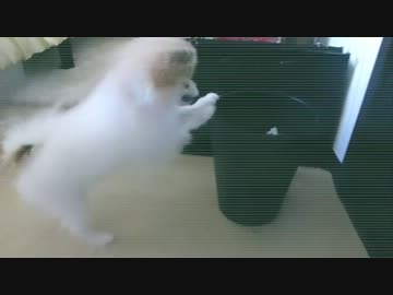【もふポメ】ゴミ箱に戦いを挑むポメラニアン