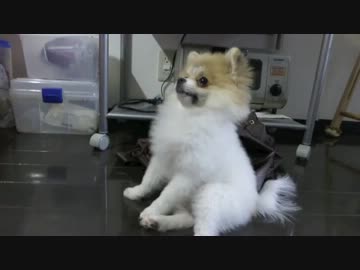 【もふポメ】初めてゼリーを食すポメラニアン　うまうま動画