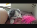 お姉さんの耳をしゃぶりたおす子ネコ