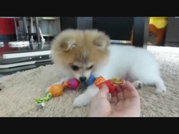 【もふポメ】新しいおもちゃをあぐあぐするポメちゃん。