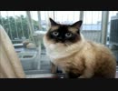 【退屈】　外に出たい　【家猫】