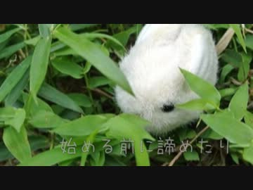 【NNI】ミラクル／うまねこ