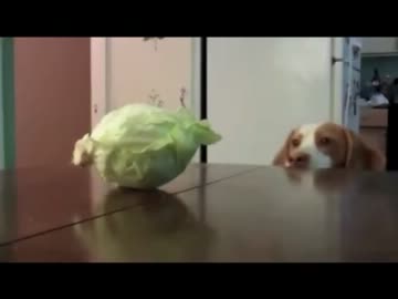 犬がキャベツをつまみ食いする