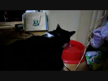 寝ながら水を飲むぬこ