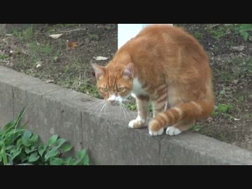 ガンとばし猫