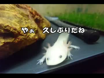 ◆ウーパールーパー飼ってみた◆お掃除編