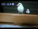 鳥好きが東方地霊殿を実況プレイpart10