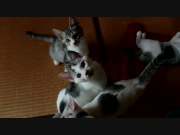 【生後】何だ、ただの猫だまりか【２か月】