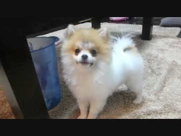 【もふポメ】なかなかおやつをもらえなくて目がうるうるなポメラニアン