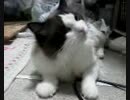 ごんべ　謎の暴走