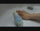 ななちゃんvol.10　「水浴び」