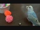 ななちゃんvol.11　「大好きな遊び」