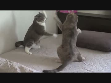 モアレとクリエ 「ネコバトル・夏の陣」