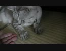 ８月１７日・猫なでた・・・のか？