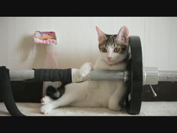 うちの子猫のリズム感が半端ない