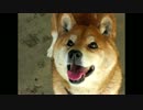 ありがとう