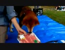 肉が目の前にあって気持ちが抑えきれない柴犬