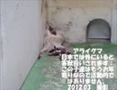 ふれあい動物広場の動物たち。