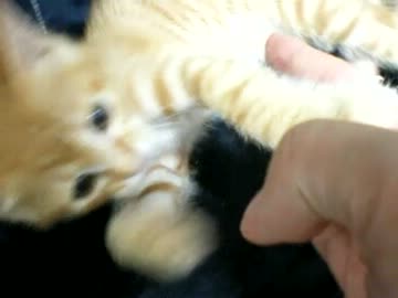 拾いねこ＠生後44日目　やっとピュアクリから飲めるようになりました