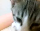 AM3:00、寝てくれない銀