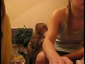 撫でて欲しい猫