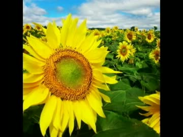 【ニコカラ】　Ｓｕｎｓｈｉｎｅ　ｆｌｏｗｅｒ　【on vocal 】