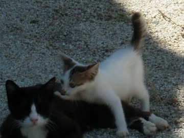 近所の人懐っこいノラ猫が仔猫を連れてきた