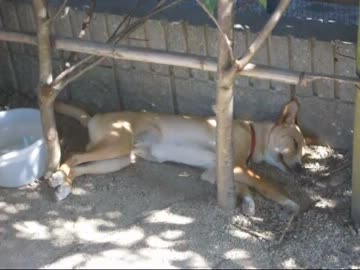 子犬を貰ってきた（136日目）