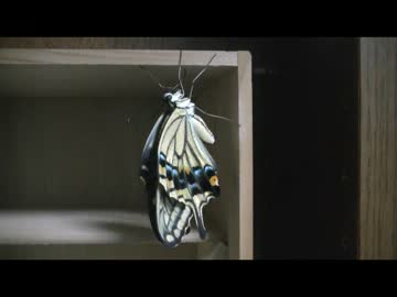 アゲハチョウの羽化