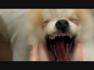 【もふポメ】ただ愛犬を見つめるだけの動画