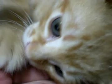 拾いねこ＠生後45日目part2　朝うｐしてしまうと次の日まで耐えられない！