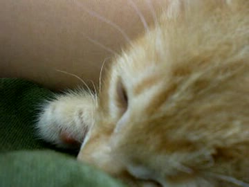 拾いねこ＠生後45日目part3　ただアコが寝てるだけの1分間！