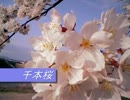 【調声晒し大会2012】千本桜