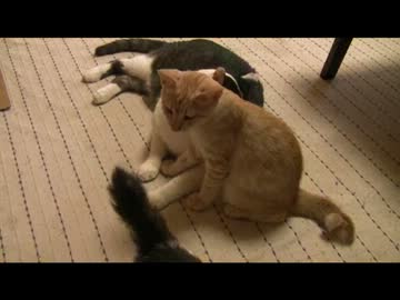 ちゃとらとはちわれ　子猫超うまい