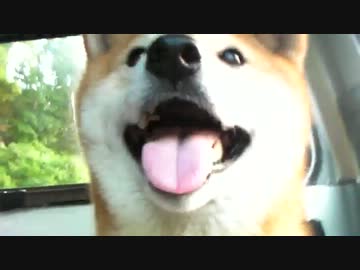 柴犬ジロー　2012-8月