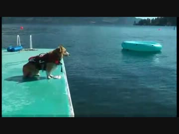 腹打ちコーギー2012