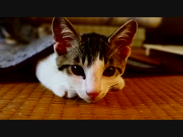 【生後】何だ、ただのねぼすけか【２か月半】