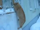 漢前な猫