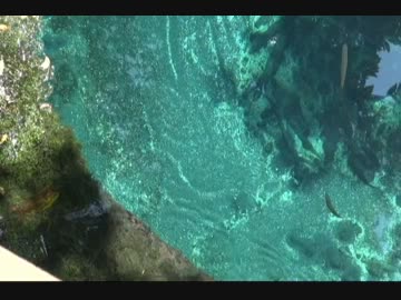 【車載動画？】柿田川湧水群【殿様マウント】