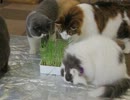 猫草(´～｀)ﾓｸﾞﾓｸﾞ