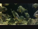 IMG_0644.MOV