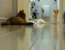 家に子猫がやって来た83～三匹編～