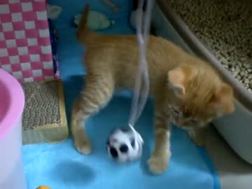 拾いねこ＠生後46日目　新しいおもちゃ導入