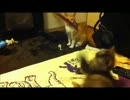 毛玉と紐と先住猫