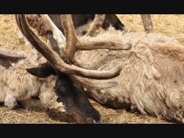 たすくの日本一周写真集　東日本編