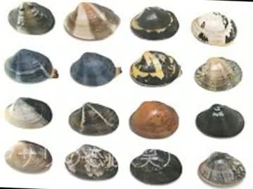 正しいアサリの取り扱い方