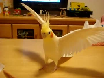 どやっ